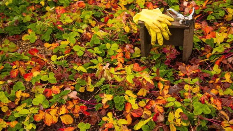 秋のイチゴの花壇の掃除:健康的な庭のための 5 つのステップ 