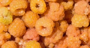 Fall Gold Raspberry:gids voor planten, groeien en verzorgen 