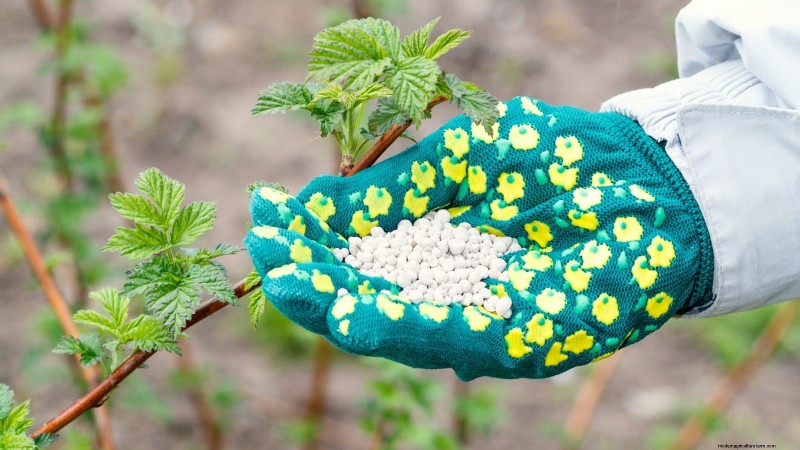 フォールゴールドラズベリー：植え付け、育て方、手入れガイド 