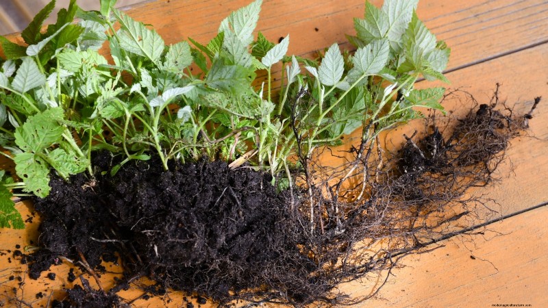 フォールゴールドラズベリー：植え付け、育て方、手入れガイド 