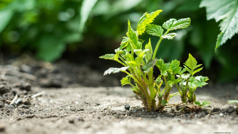 フォールゴールドラズベリー：植え付け、育て方、手入れガイド 