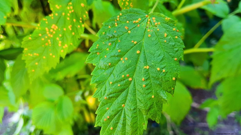 フォールゴールドラズベリー：植え付け、育て方、手入れガイド 