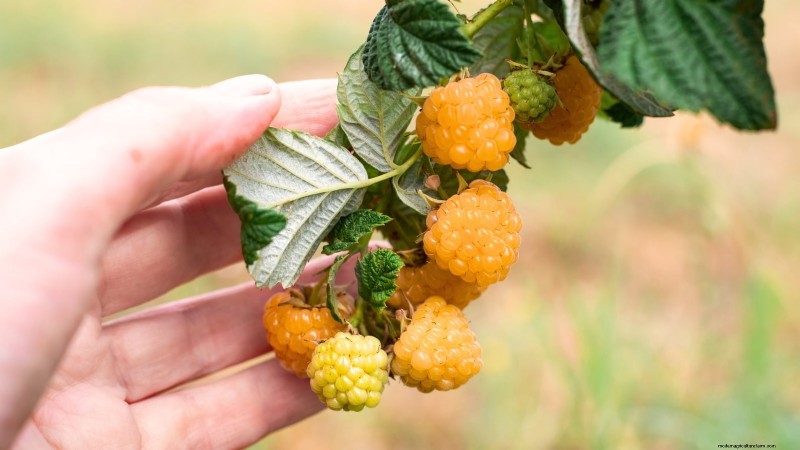 フォールゴールドラズベリー：植え付け、育て方、手入れガイド 