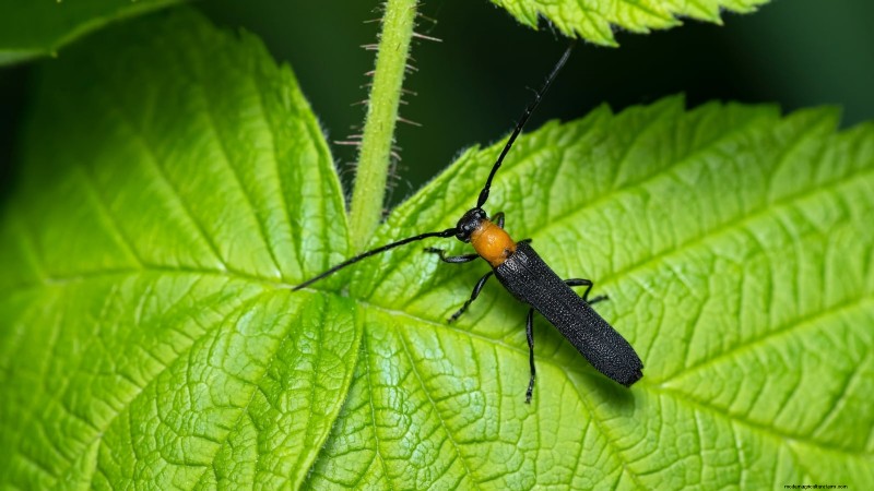 フォールゴールドラズベリー：植え付け、育て方、手入れガイド 