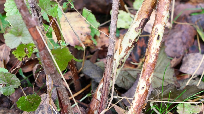 フォールゴールドラズベリー：植え付け、育て方、手入れガイド 