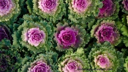 大阪のピンクキャベツ：植え方、育て方、手入れガイド 