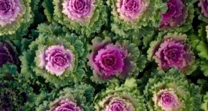 大阪のピンクキャベツ：植え方、育て方、手入れガイド 