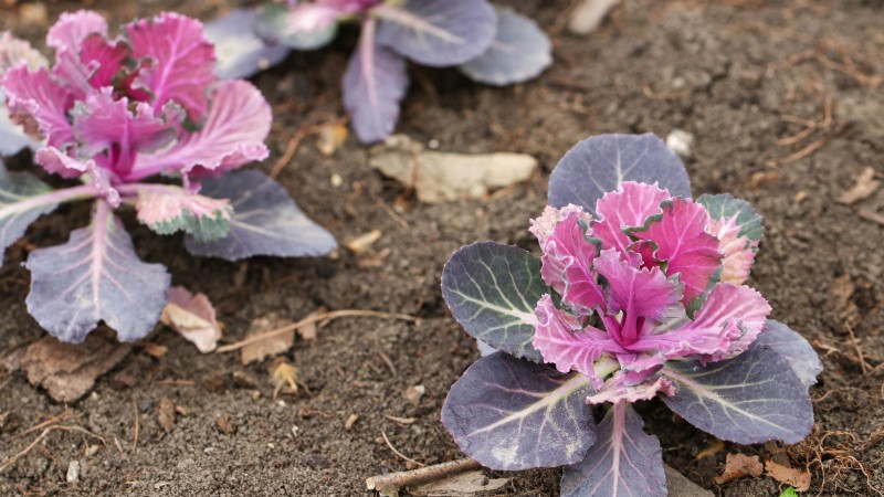 大阪のピンクキャベツ：植え方、育て方、手入れガイド 