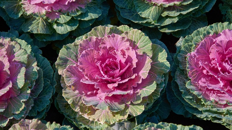 大阪のピンクキャベツ：植え方、育て方、手入れガイド 