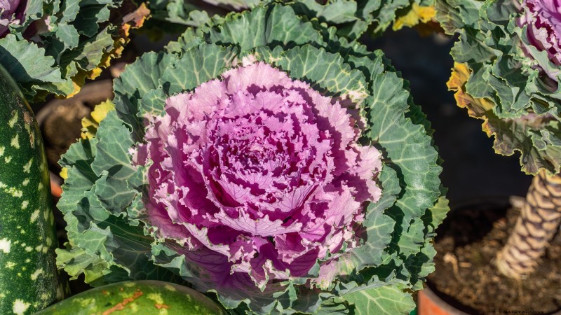 大阪のピンクキャベツ：植え方、育て方、手入れガイド 