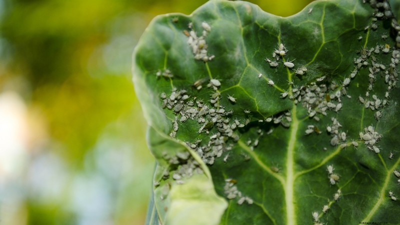 大阪のピンクキャベツ：植え方、育て方、手入れガイド 