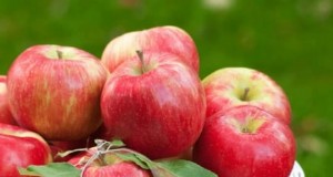 Beste fruitbomen voor tuinen in de voorsteden:schoonheid en opbrengst 