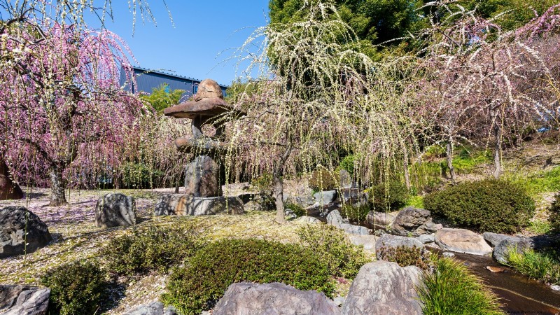 郊外の庭園に最適な果樹:美しさと収量 