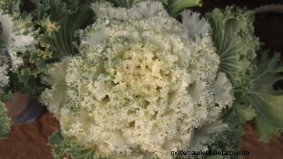 Coral Prince Cabbage:Pflanz-, Anbau- und Pflegeanleitung 