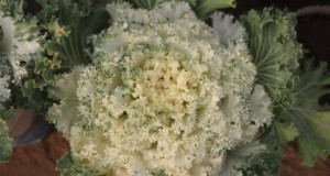 Coral Prince Cabbage:gids voor planten, groeien en verzorgen 