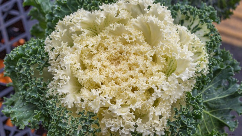Coral Prince Cabbage:Pflanz-, Anbau- und Pflegeanleitung 