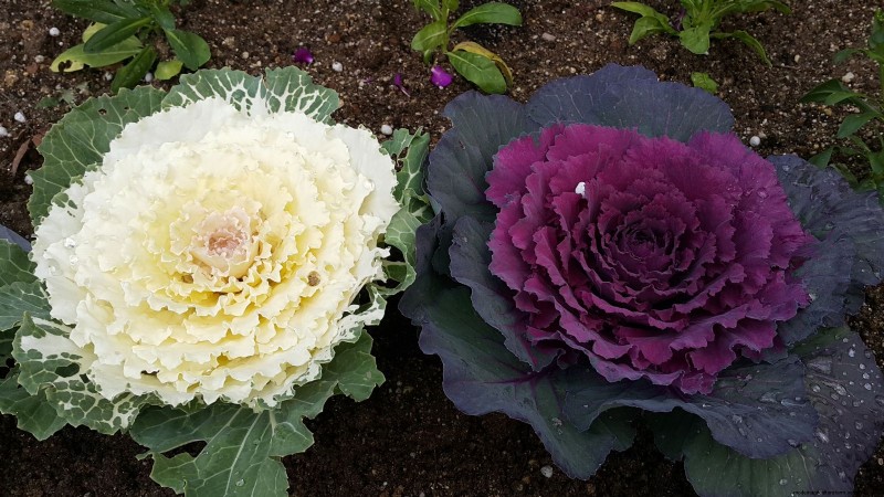 Coral Prince Cabbage:Pflanz-, Anbau- und Pflegeanleitung 