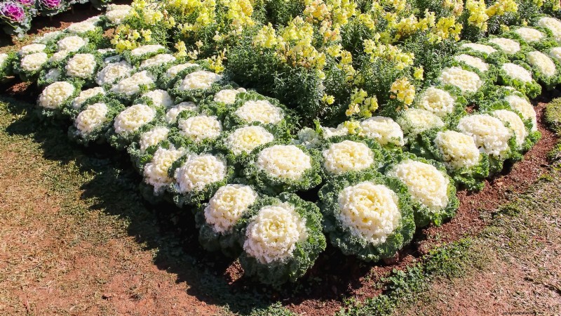 Coral Prince Cabbage:Pflanz-, Anbau- und Pflegeanleitung 