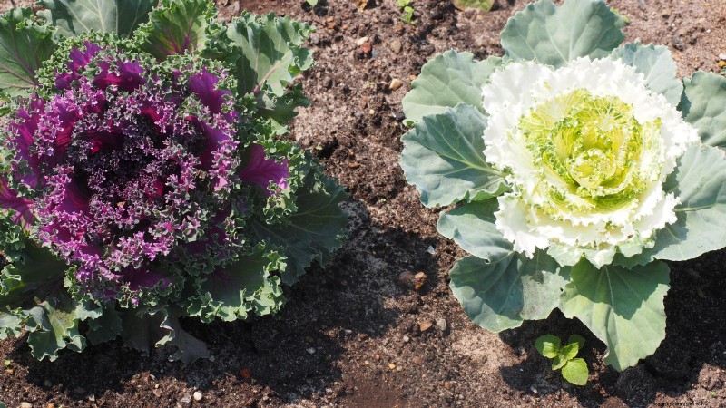 Coral Prince Cabbage:Pflanz-, Anbau- und Pflegeanleitung 
