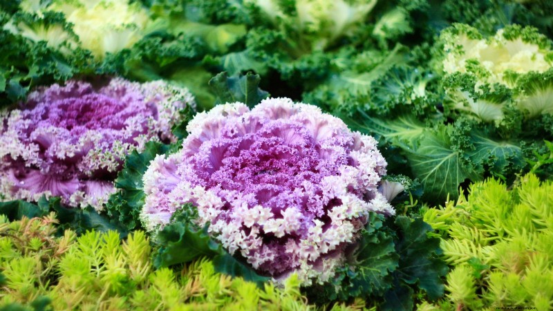 Coral Prince Cabbage:Pflanz-, Anbau- und Pflegeanleitung 