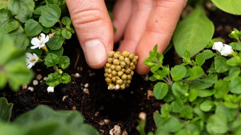 Coral Prince Cabbage:Pflanz-, Anbau- und Pflegeanleitung 