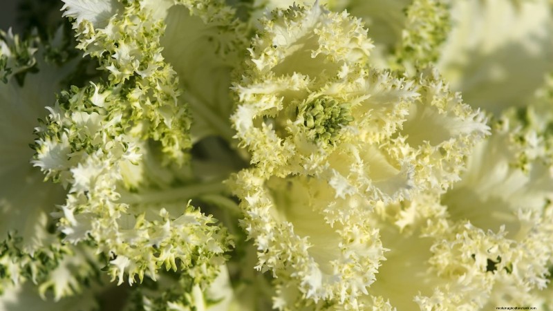 Coral Prince Cabbage:Pflanz-, Anbau- und Pflegeanleitung 