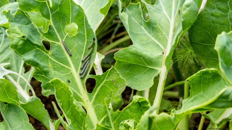 Coral Prince Cabbage:Pflanz-, Anbau- und Pflegeanleitung 
