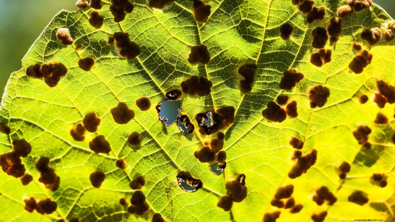 Coral Prince Cabbage:Pflanz-, Anbau- und Pflegeanleitung 