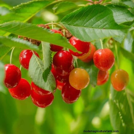 Beste fruitbomen om in november te planten:een uitgebreide gids 