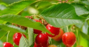 Los mejores árboles frutales para plantar en noviembre:una guía completa 