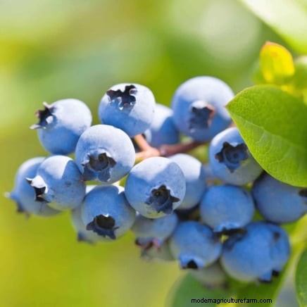 Beste fruitbomen om in november te planten:een uitgebreide gids 