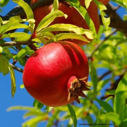Beste fruitbomen om in november te planten:een uitgebreide gids 
