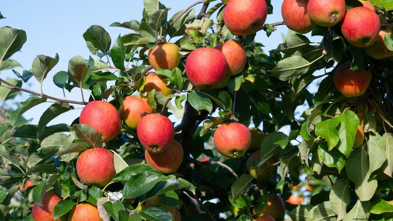 Beste fruitbomen om in november te planten:een uitgebreide gids 