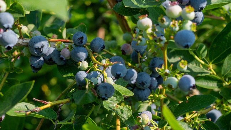 Beste fruitbomen om in november te planten:een uitgebreide gids 