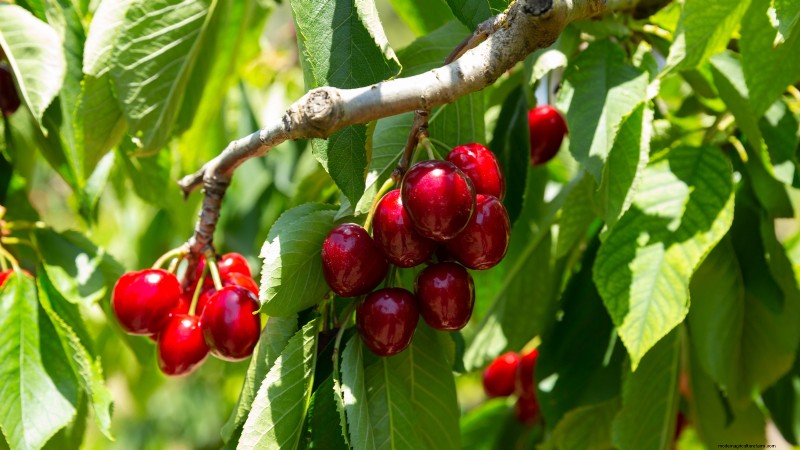 Beste fruitbomen om in november te planten:een uitgebreide gids 