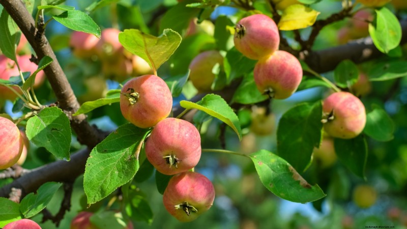 Beste fruitbomen om in november te planten:een uitgebreide gids 