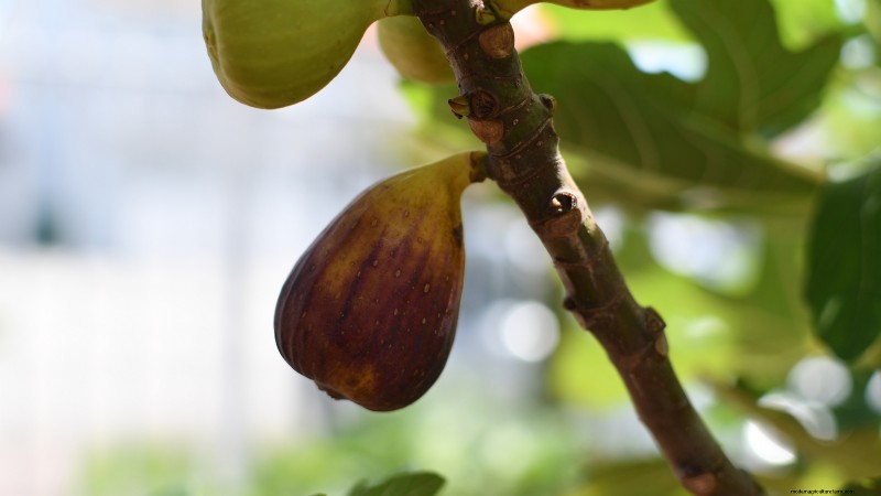 Beste fruitbomen om in november te planten:een uitgebreide gids 
