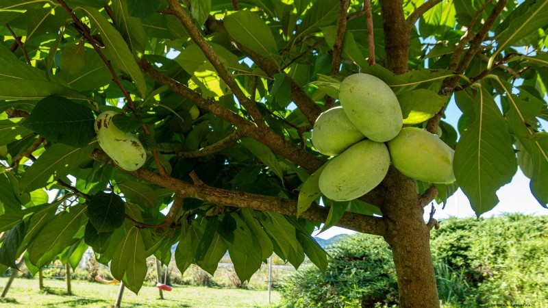 Beste fruitbomen om in november te planten:een uitgebreide gids 