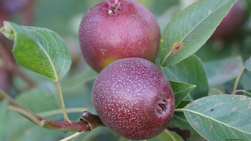 Beste fruitbomen om in november te planten:een uitgebreide gids 