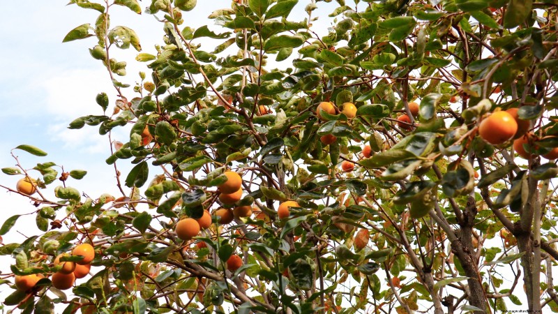 Beste fruitbomen om in november te planten:een uitgebreide gids 