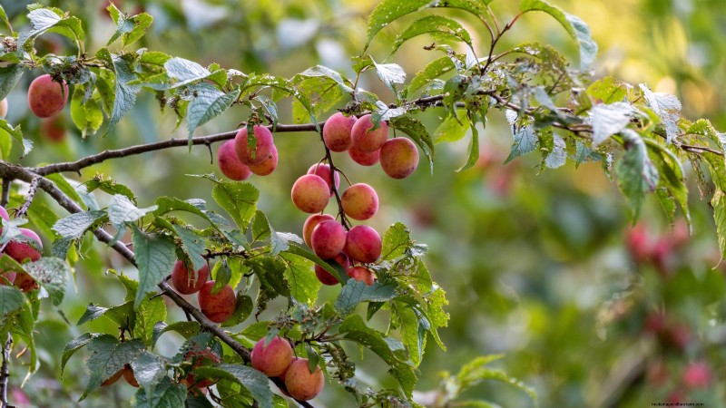 Beste fruitbomen om in november te planten:een uitgebreide gids 