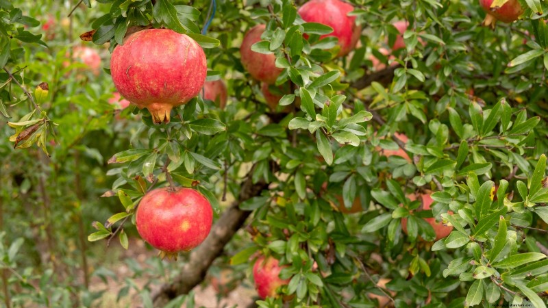 Beste fruitbomen om in november te planten:een uitgebreide gids 
