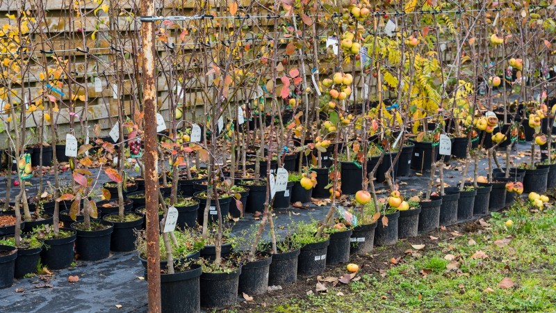 Fruitbomen planten in de herfst:5 voordelen voor een overvloedige oogst 