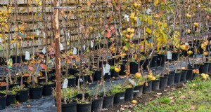 Plantar árboles frutales en otoño:5 beneficios para una cosecha abundante 