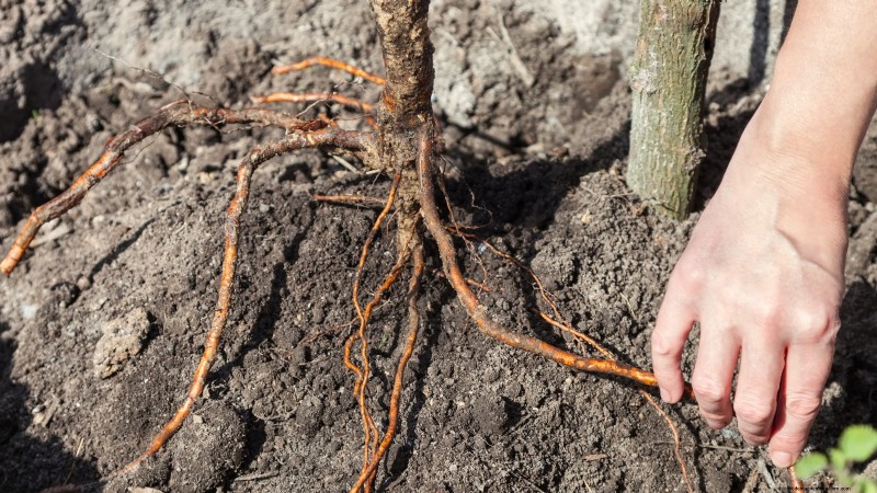 Fruitbomen planten in de herfst:5 voordelen voor een overvloedige oogst 