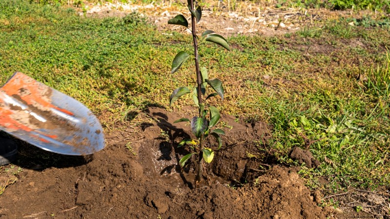 Fruitbomen planten in de herfst:5 voordelen voor een overvloedige oogst 
