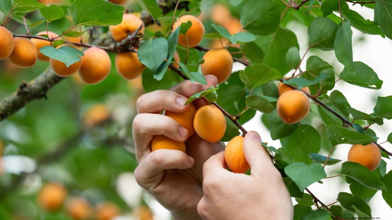 Fruitbomen planten in de herfst:5 voordelen voor een overvloedige oogst 