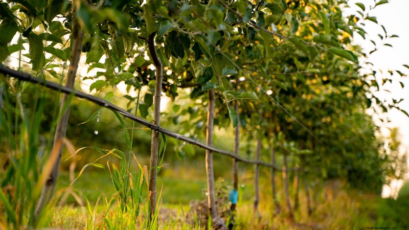 Fruitbomen planten in de herfst:5 voordelen voor een overvloedige oogst 