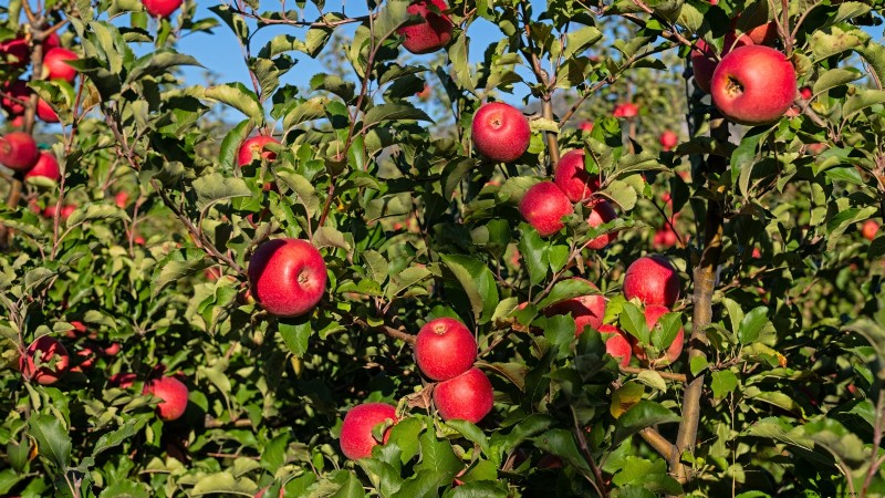 Fruitbomen planten in de herfst:5 voordelen voor een overvloedige oogst 