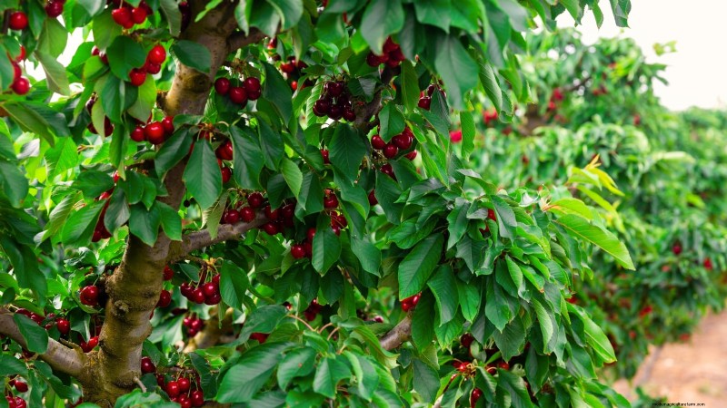 Fruitbomen planten in de herfst:5 voordelen voor een overvloedige oogst 
